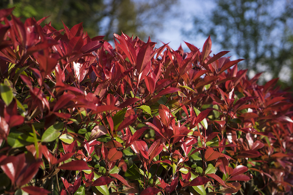DevilsDream Hecke nah DSC6493