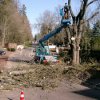 Baumfällungen & Erdbewegungen